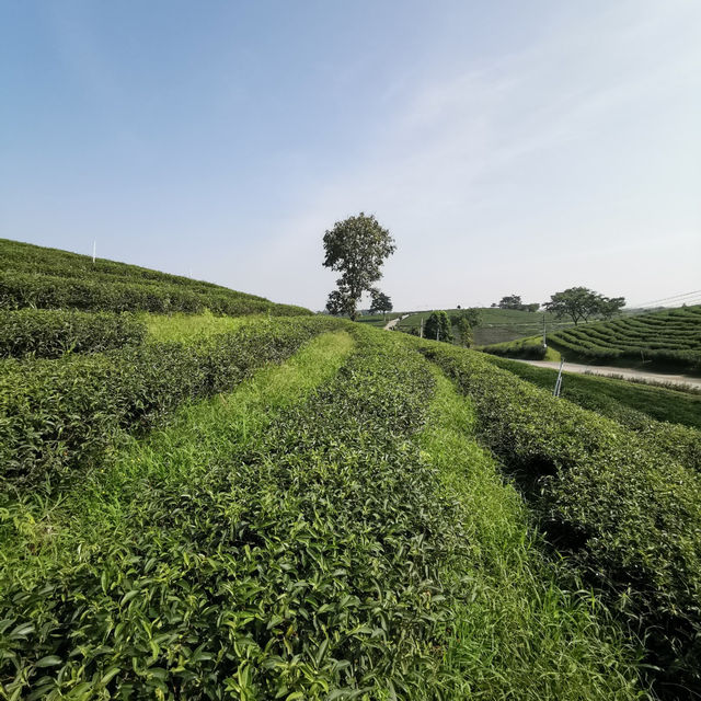 Choui Fong Tea Plantation - Chiang Rai