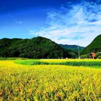 保津川漂流•渡月橋•竹林小徑•嵯峨野觀光小火車