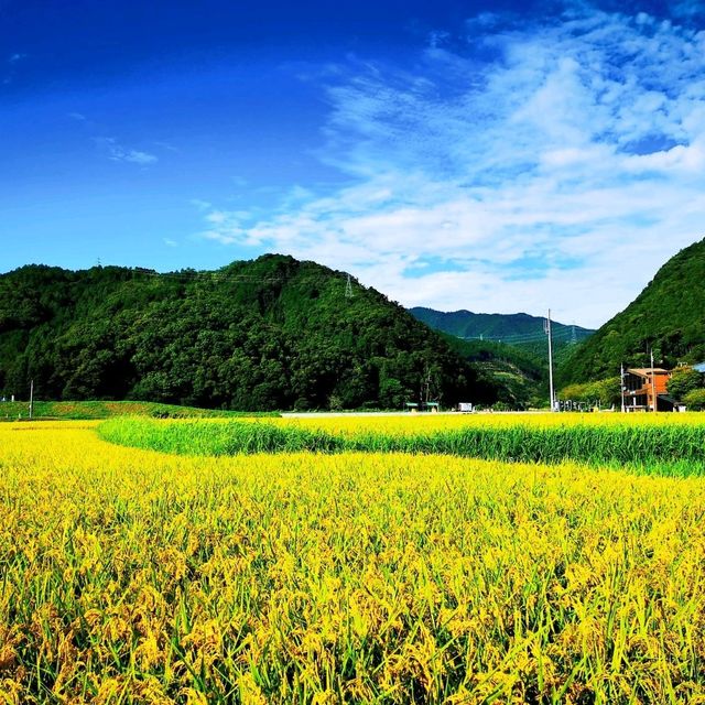 保津川漂流•渡月橋•竹林小徑•嵯峨野觀光小火車