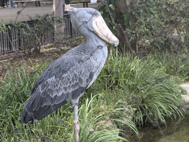 【東京】上野動物園🐘