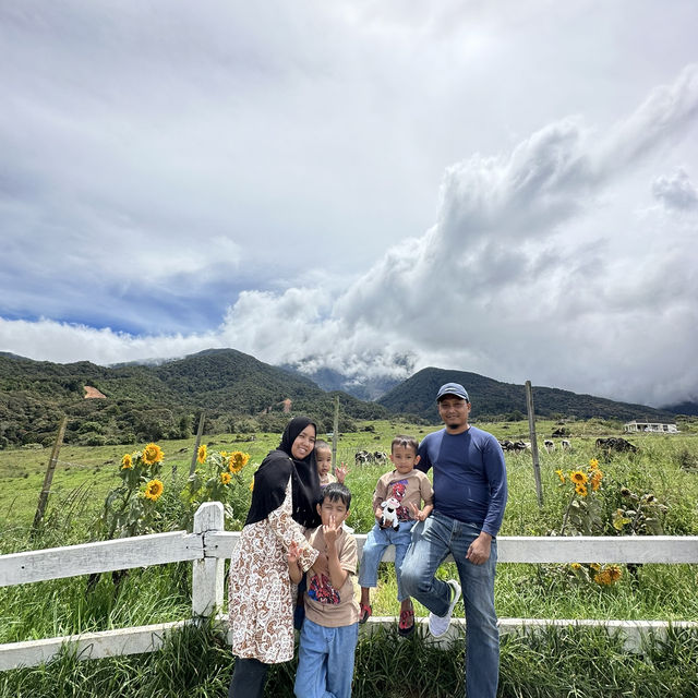 Cow-majestic view at Kinabalu