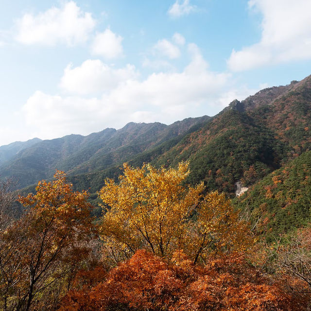 鷹峯山🐨秋色山野的自然🍂🏞️