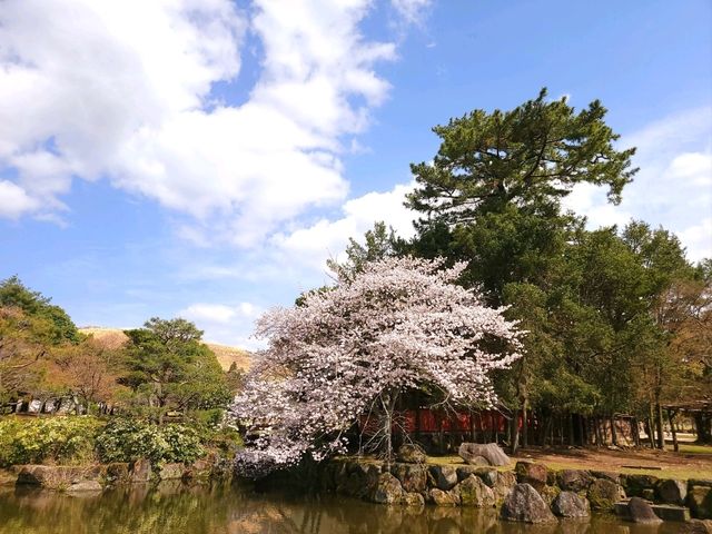 奈良櫻花美景