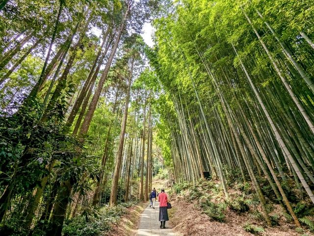 九州武雄神社：賞櫻花、看神木的人氣No.1免費景點