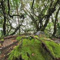 Mossy Forest, Cameron Highlands