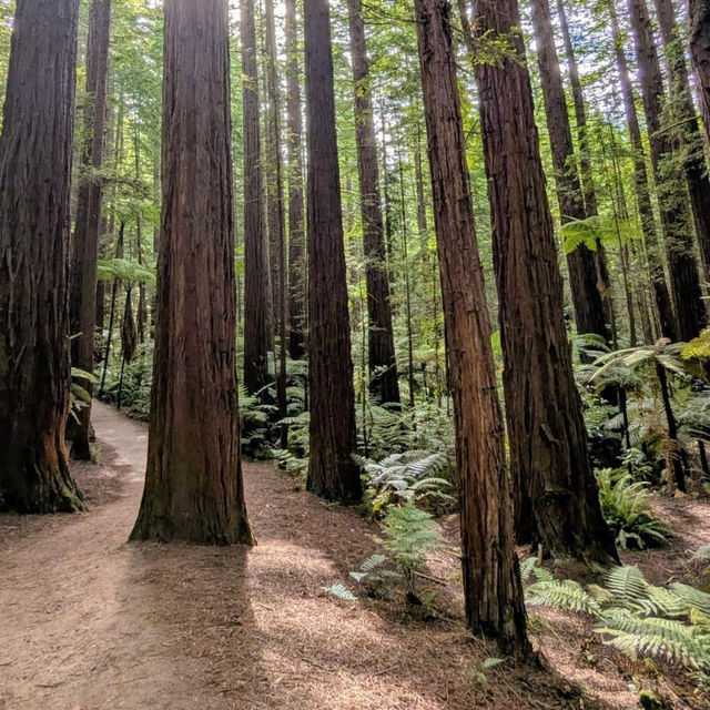 Enchanted Family Adventure at Redwoods Treewalk