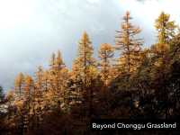 Best Autumn Viewing Experience 3/3 [Beyond Chonggu Grassland, Yading Nature Reserve]