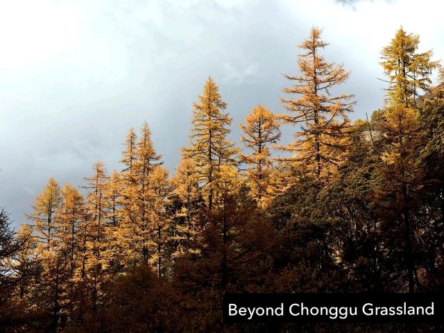 Best Autumn Viewing Experience 3/3 [Beyond Chonggu Grassland, Yading Nature Reserve]