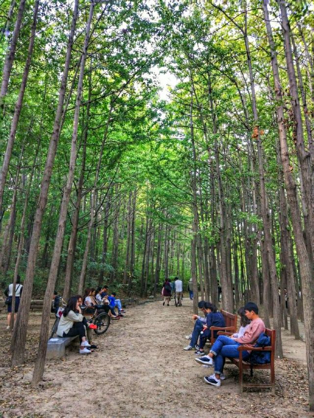 The Beauty of Seoul is Seoul Forest