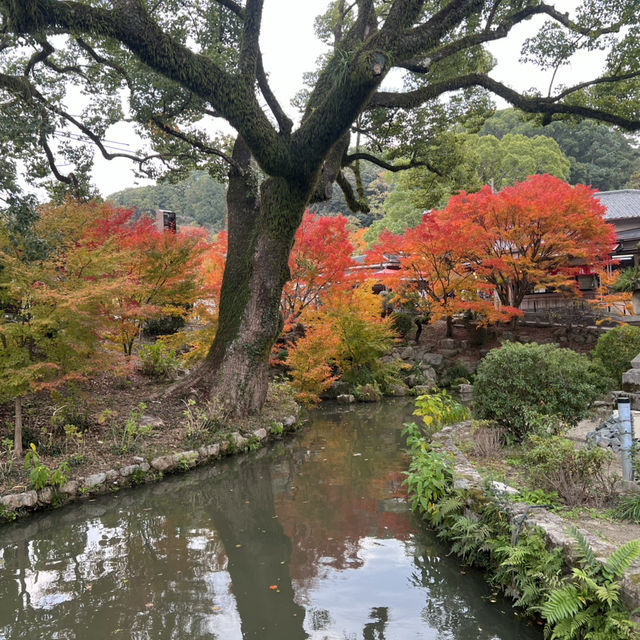 A Magical Fukuoka Experience: A Blend of History, Nature, and Festive Lights