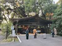 Embrace the Sacred Calm of Meiji Jingu