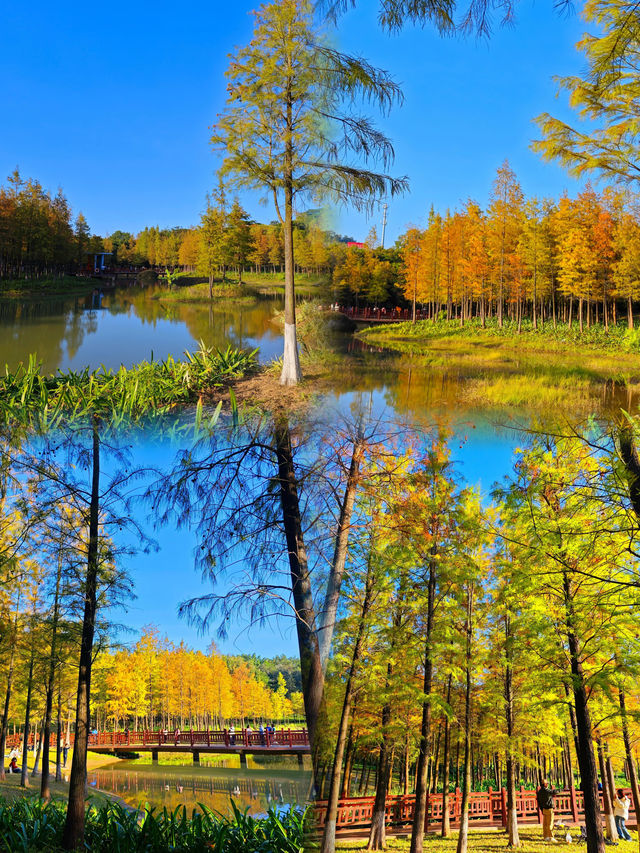 龍崗紅花嶺公園，一個超適合露營和親子遊玩的好地方！