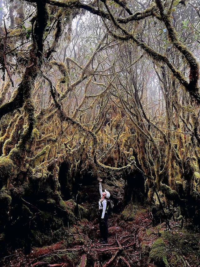 Mossy Forest in Indonesia is Breathtaking❤️