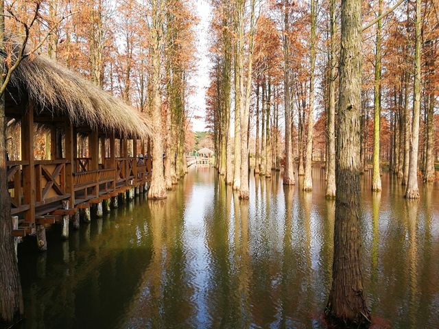 水杉變紅如火如荼~~青西郊野公園