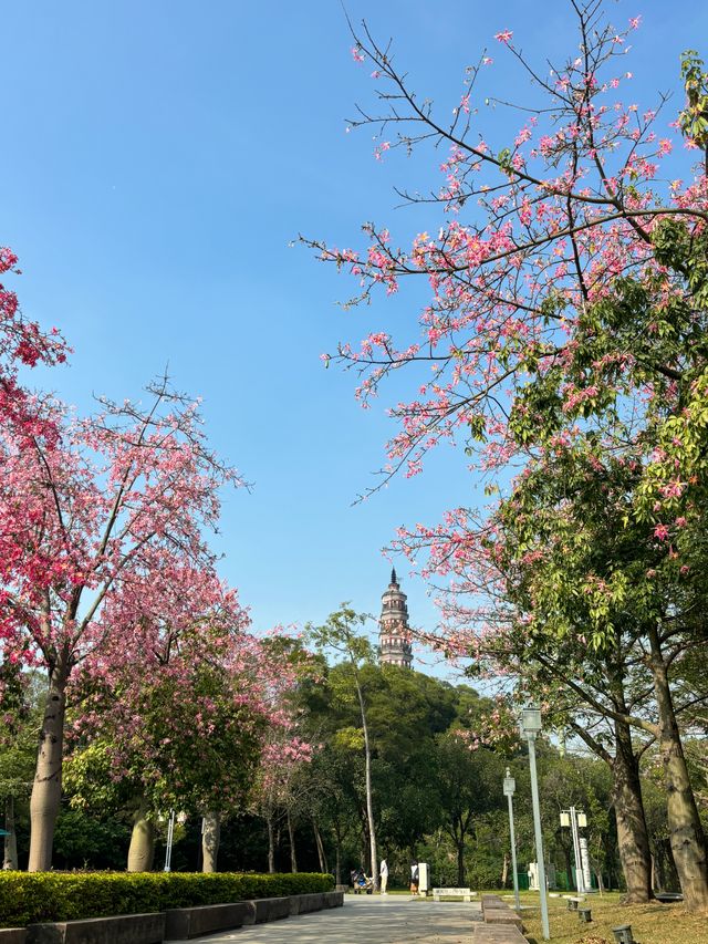 順峰山公園，異木棉的浪漫之約