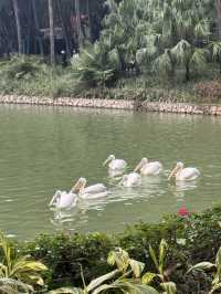 多次遊覽廣州動物園，為您總結的詳盡攻略來啦