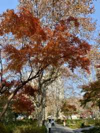 上海，和平公園