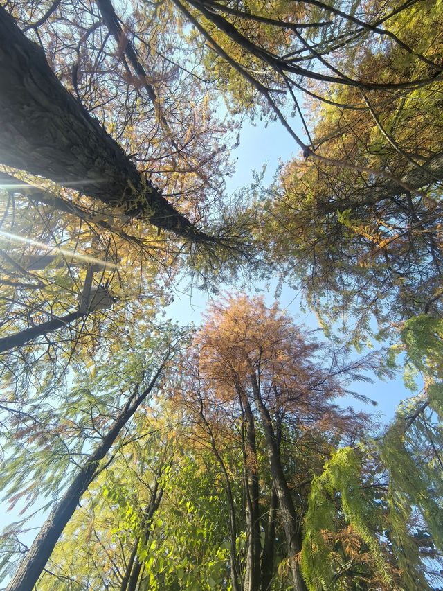 佛山禪城丨亞藝公園的落羽杉