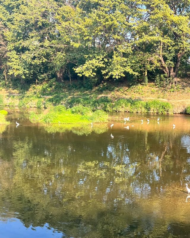 洪湖公園，落羽杉紅透半邊天