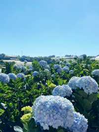 Hydrangea Flower beautiful like YOU 🩵