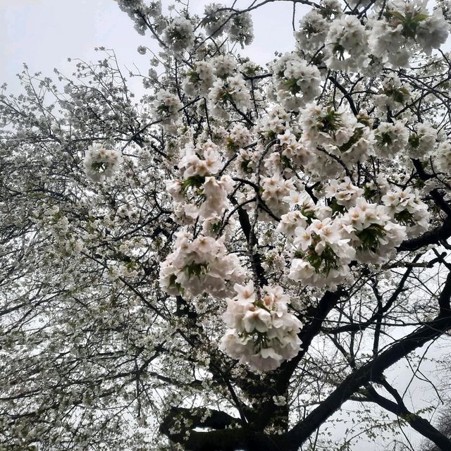 Early spring in Tokyo filled with blessings