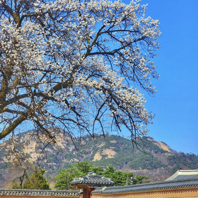 「首爾景福宮，春季賞櫻好去處！」