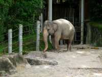 A family trip to Singapore Mandai Zoo