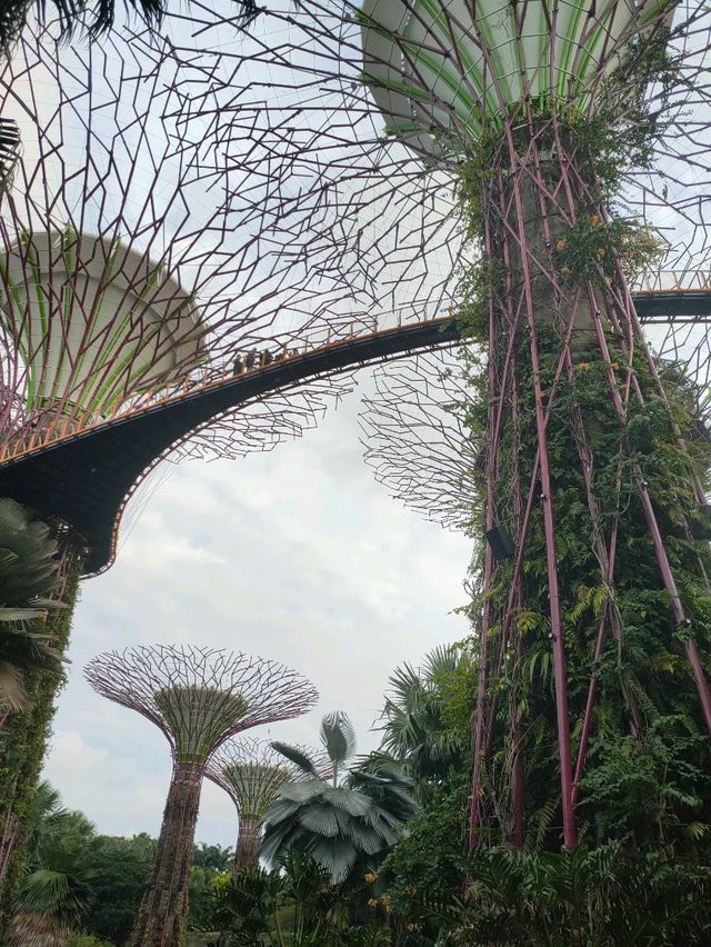 Gardens by the Bay at Night – A Beautiful Cityscape Experience