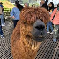 Exploring the Sheep Sanctuary: A Perfect Family Outing in Cameron Highlands