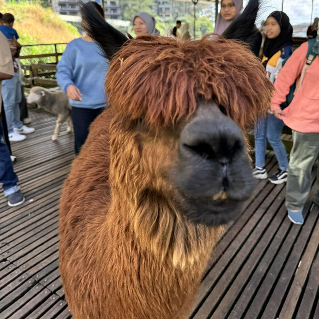 Exploring the Sheep Sanctuary: A Perfect Family Outing in Cameron Highlands