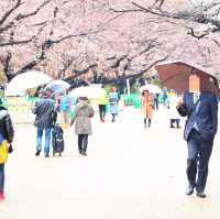 東京景點｜巧遇櫻花盛開~東京賞櫻勝地上野恩賜公園