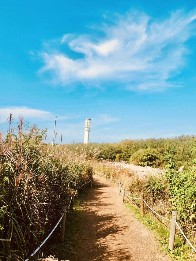 Sky Park m: Autumn Eulalia Field