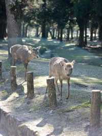 A Magical Encounter with Deer at Kasuga Taisha