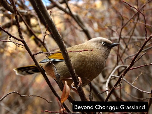 Best Autumn Viewing Experience 3/3 [Beyond Chonggu Grassland, Yading Nature Reserve]