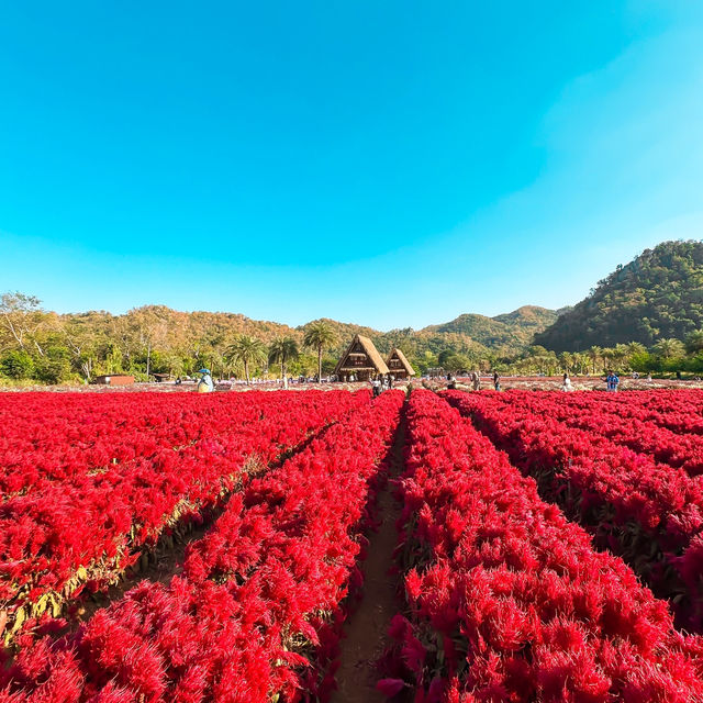 Hokkaido Flower Park Khao Yai 