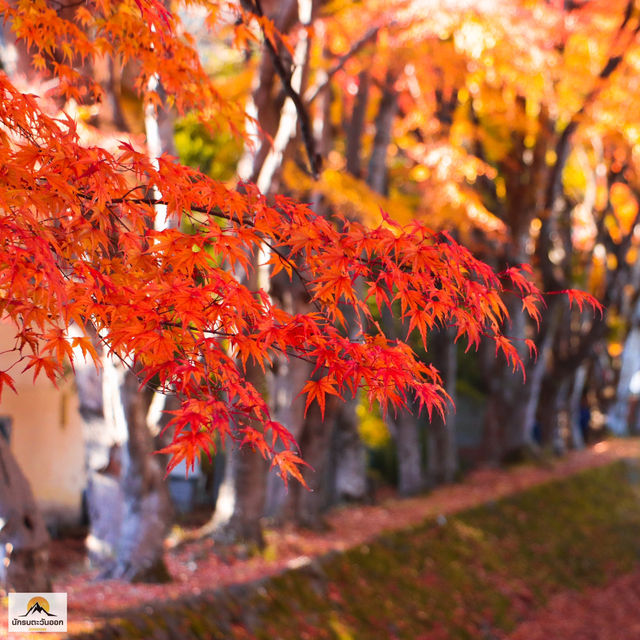 Momiji Kairo Kawaguchiko 