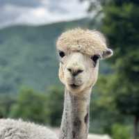 Alpaca world in July!