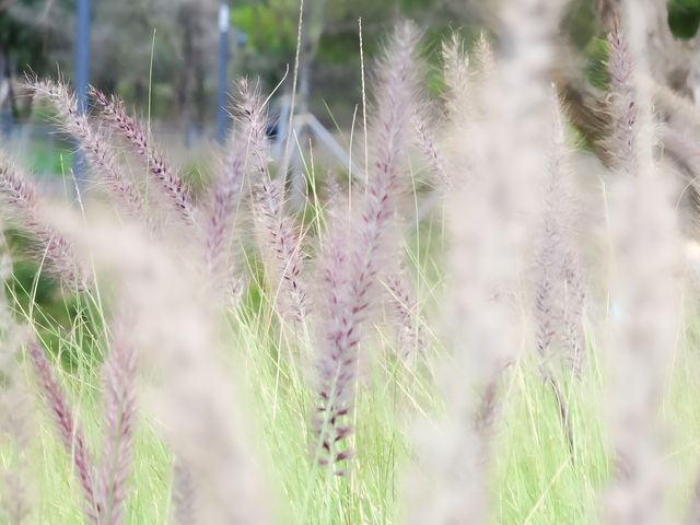 西麗湖問山疊水