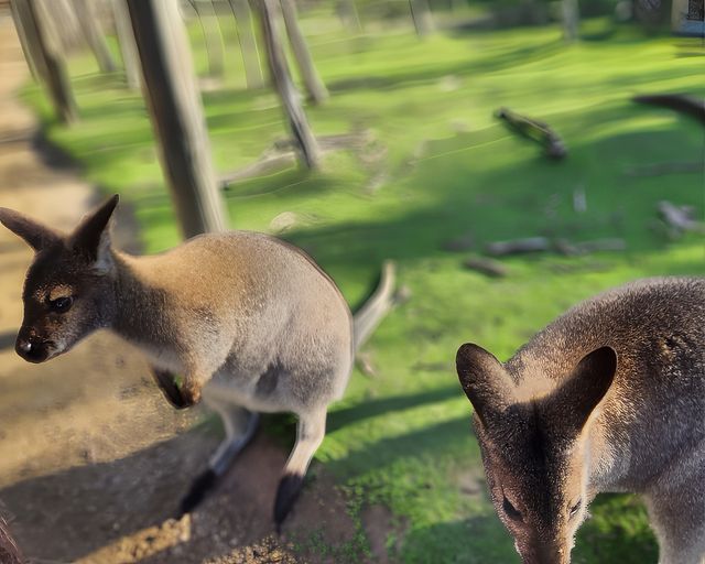 野生動物奇遇記，Pearcedale月光之旅野生動物保護園