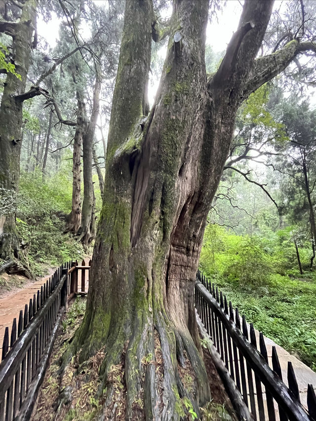 翠雲廊。