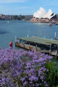 Sydney, it's the season of Jacaranda blooms again!