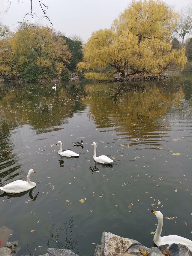 北京動物園的驚喜。