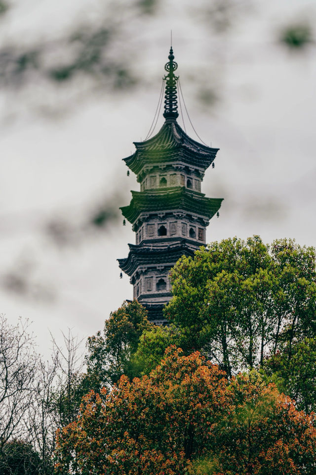 為了一棵樹，我去了趟武義延福寺