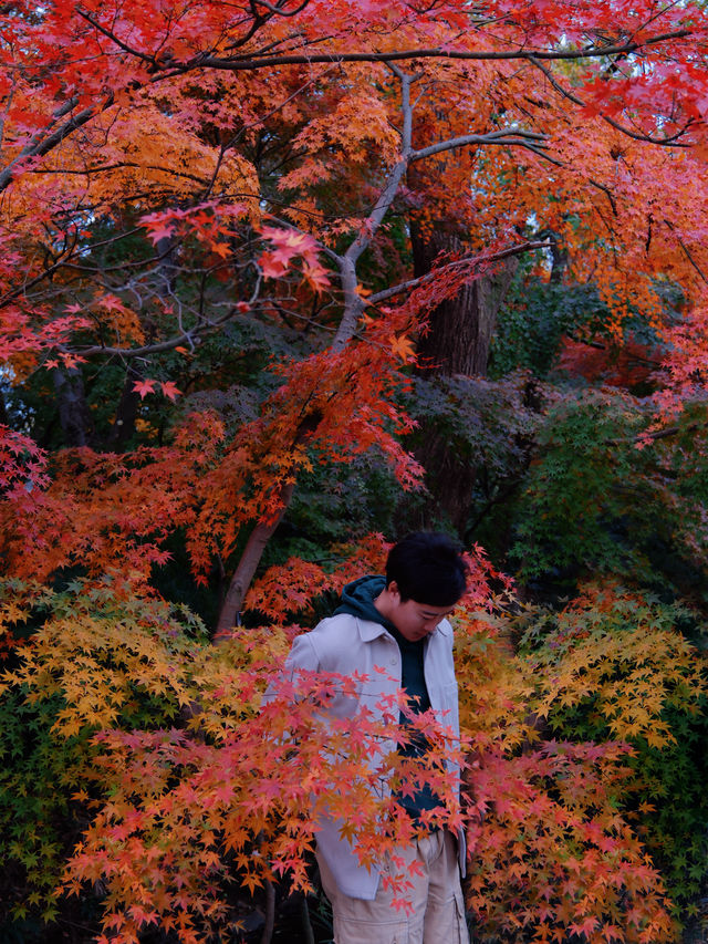 比起棲霞山，我更愛這個楓葉紅人極少的小眾旅行地