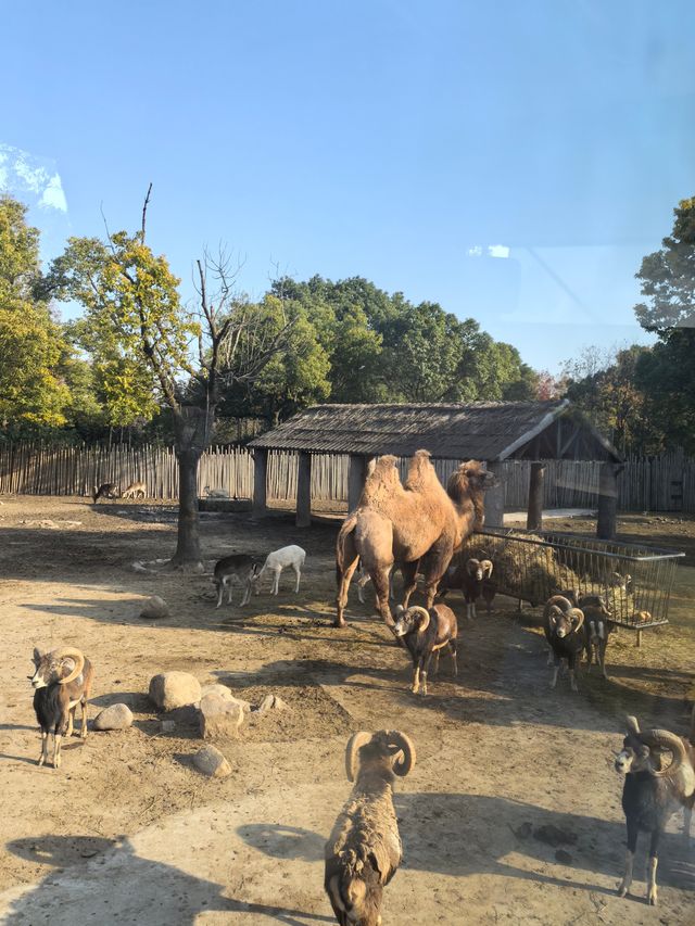 周末帶娃速逛上海野生動物園攻略，真不錯！