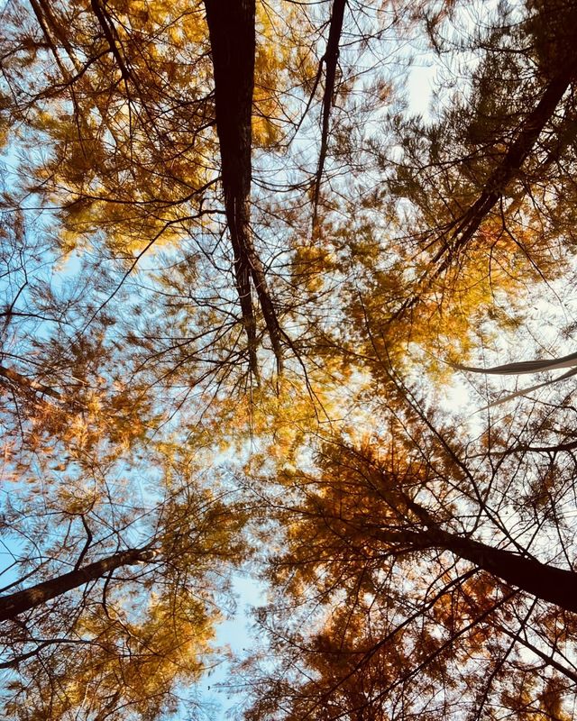 紅花嶺公園，落羽杉紅成一片童話世界