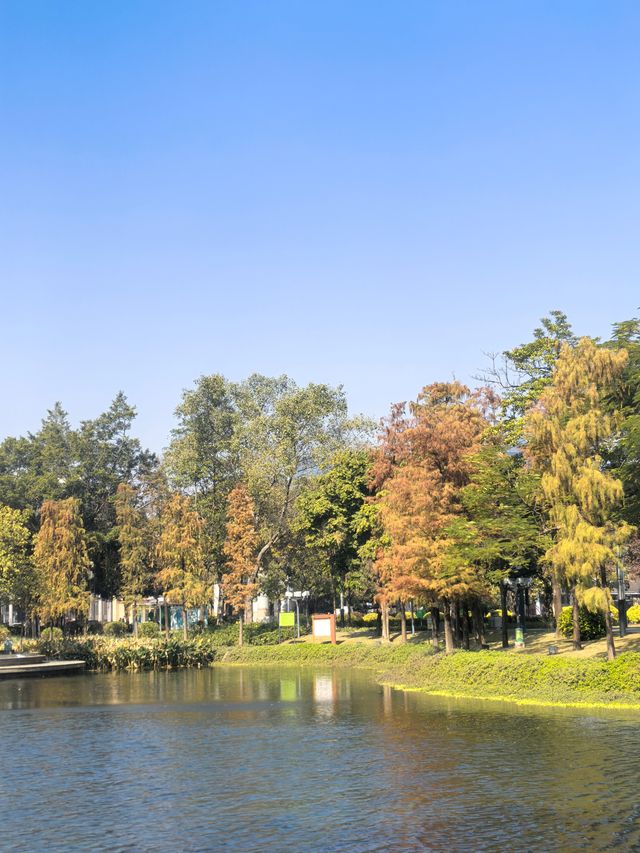 佛山禪城丨亞藝公園的落羽杉