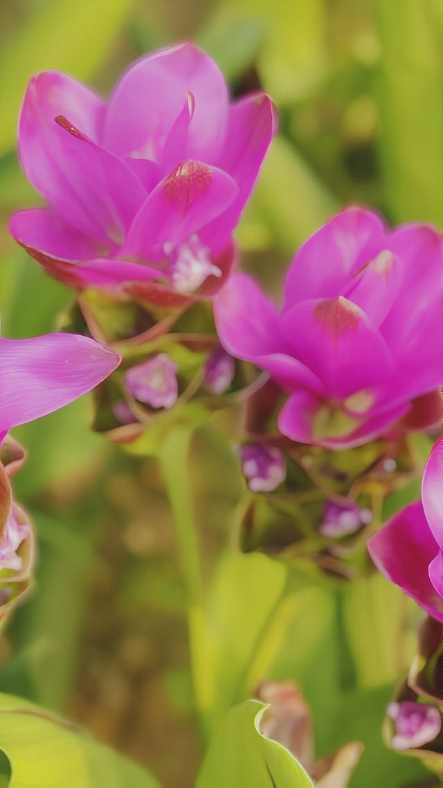 《濱海灣花海裡：邂逅寧靜與美好》