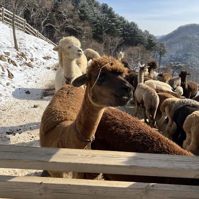 Meeting the Alpacas in Korea.