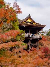 ใบไม้เปลี่ยนสีที่วัดน้ำใส Kiyomizu-Dera Temple 🍁